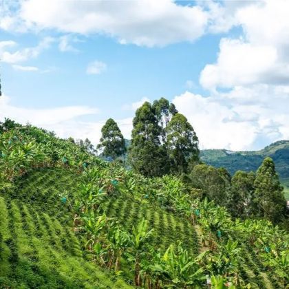 Kávovníková plantáž arabica v Indonézii – horská farma, odkiaľ pochádza výberová zrnková káva Jingle Beans.
