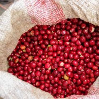 Červené kávové čerešne Ethiopia Guji pripravené na spracovanie