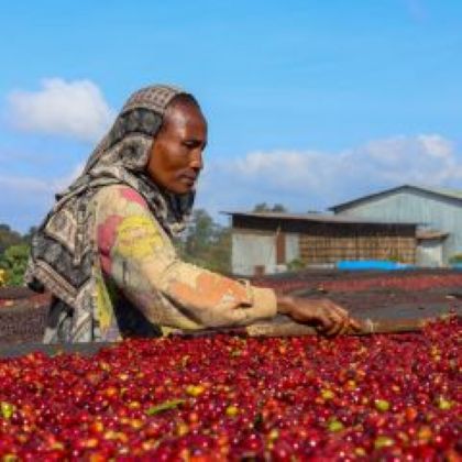 Spracovanie kávy Ethiopia Guji na farme Dimtu Coffee v Etiópii