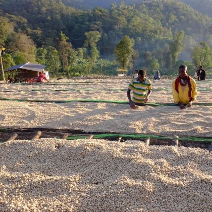 Sušenie premytej kávy na afrických lôžkach – spracovanie výberovej kávy Ethiopia Sheba, triedenie a sušenie zŕn