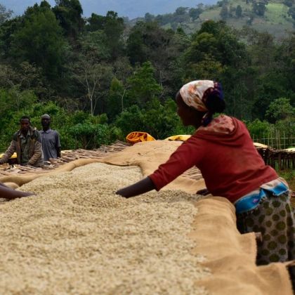 Ručné triedenie a sušenie kávy arabica – spracovanie výberovej kávy v Etiópii na sušiacich lôžkach