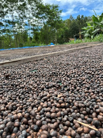 Sušenie kávových čerešní pri spracovaní výberovej zrnkové kávy Indonesia Flowertron a ďalšie spracovanie metódou carbonic fermentation