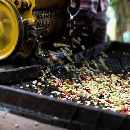 Spracovanie indonézskej výberovej kávy Jingle Beans – oddužinovanie čerstvo nazbieraných kávových čerešní arabica.
