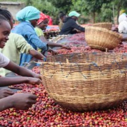 Ručné triedenie kávových čerešní Ethiopia Guji v Etiópii