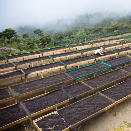 Sušenie kávových zŕn arabica na vyvýšených stoloch – spracovanie indonézskej výberovej kávy Jingle Beans.