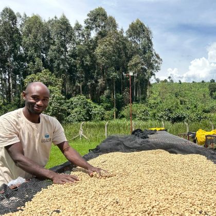 Spracovanie výberovej kávy Uganda Red Pearl – pracovník pri sušení kávových zŕn na afrických lôžkach