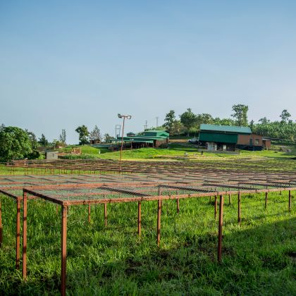 Farma a spracovanie kávy v Ugande – sušiace lôžka na kávu a zázemie farmy pre výberovú kávu Uganda Red Pearl