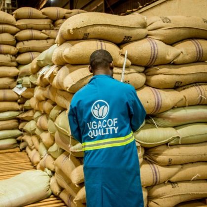 Skladovanie výberovej kávy Uganda Red Pearl – jutové vrecia so zelenou kávou pripravené na ďalšie spracovanie a export