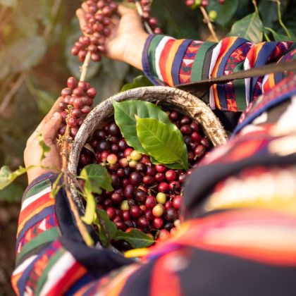 Ručný zber kávových čerešní arabica na plantáži – začiatok cesty výberovej kávy Jingle Beans do šálky espressa.
